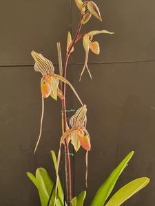 Paphiopedilum Booth's Strap Leaf