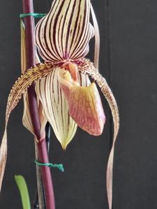 Paphiopedilum Booth's Strap Leaf