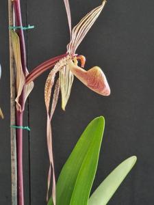 Paphiopedilum Booth's Strap Leaf