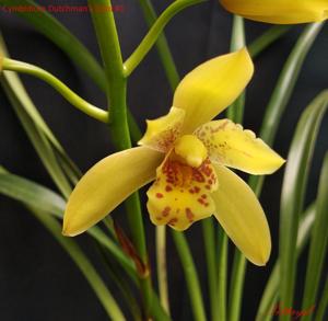 Cymbidium Dutchman's Gold