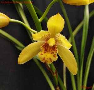 Cymbidium Dutchman's Gold