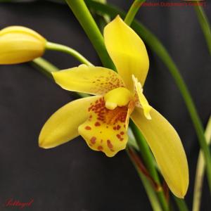 Cymbidium Dutchman's Gold