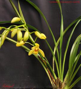 Cymbidium Dutchman's Gold