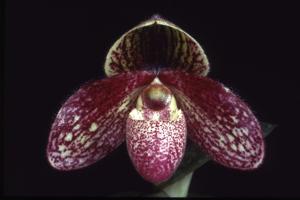 Paphiopedilum Olenus