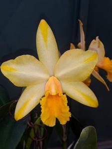 Rhyncholaeliocattleya Emily Wallace