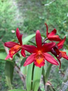 Cattlianthe Rojo