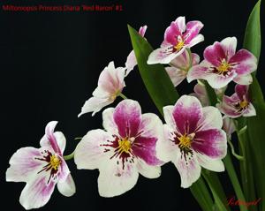 Miltoniopsis Princess Diana
