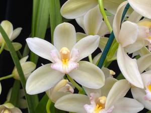 Cymbidium Olymilum