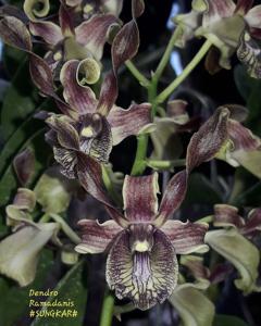 Dendrobium Ramadhanis