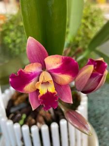 Cattleya Hawaiian Splash