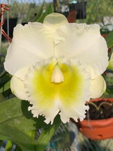 Rhyncholaeliocattleya Petch Sayam