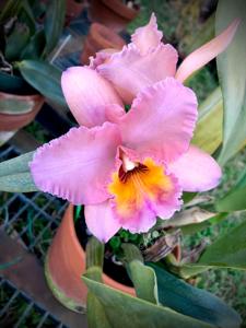 Rhyncholaeliocattleya Edith North