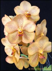 Vanda Nopporn Golden Dream