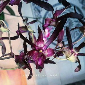 Dendrobium Black Delmora