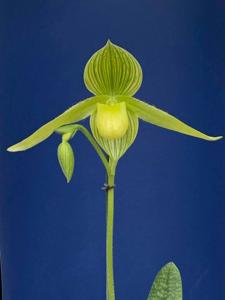 Paphiopedilum Jade Draco