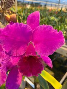 Cattleya Exotic Pink Fantasy