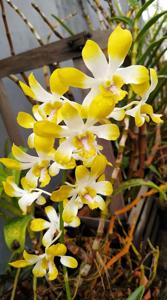 Dendrobium Banana Royal