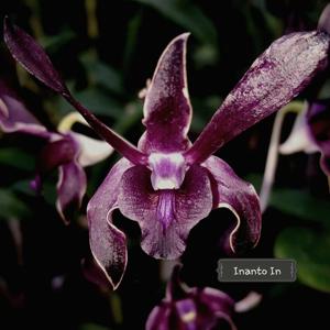 Dendrobium Inne Beauty