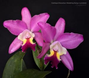 Cattleya Hawaiian Wedding Song-Landate