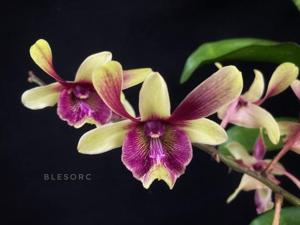 Dendrobium Silamurti-Russel Patrick