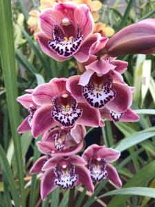 Cymbidium Petit Fours