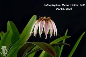 Bulbophyllum Meen Tinker Bell