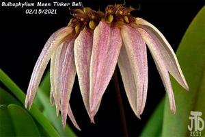 Bulbophyllum Meen Tinker Bell