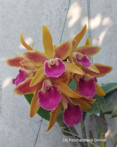 Cattlianthe Petcharatana Deluxe