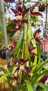 Cymbidium atropurpureum-tracyanum