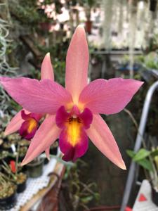 Laeliocattleya Ancibarina