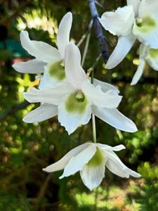 Dendrobium Ise