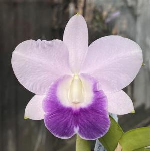 Cattleya Mini Purple-Floralia's Azul