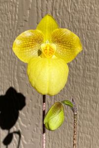 Paphiopedilum Fumi's Delight