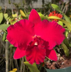 Rhyncholaeliocattleya Very Vermillion