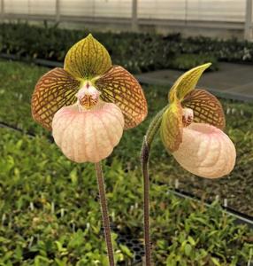 Paphiopedilum Fanaticum