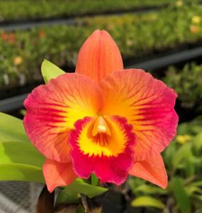 Rhyncholaeliocattleya Candy Flare-Denis Roessiger