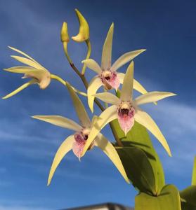 Dendrobium Regal Vista