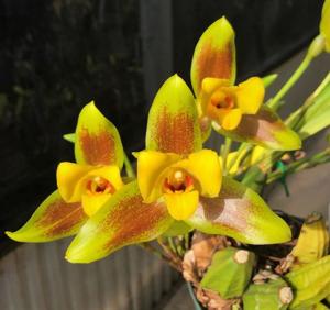 Lycaste Corrimal