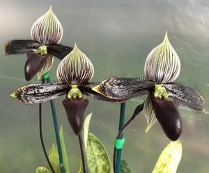 Paphiopedilum Macabre Contrasts