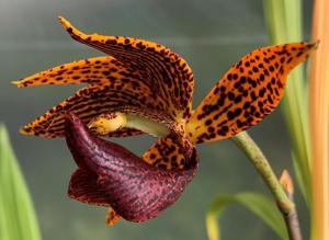 Mormodes Roehampton's Flame