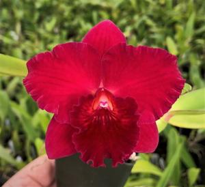 <i>Rhyncholaeliocattleya</i> Chloe Bruce