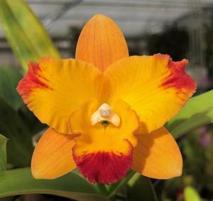 Cattleya Rachel's Sunset Glow