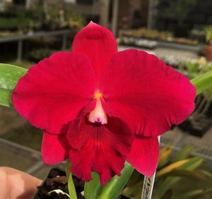 Rhyncholaeliocattleya Paradise Rose-Orpetii