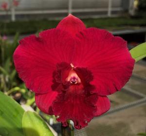 Rhyncholaeliocattleya Ramon De Los Santos