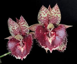 Catasetum Fong Cing-Richard Fulford