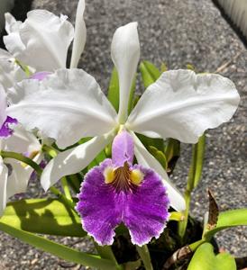 Cattleya Eleanor