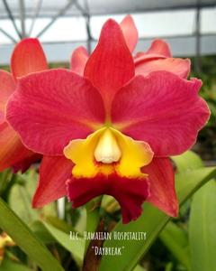 Rhyncholaeliocattleya Hawaiian Hospitality