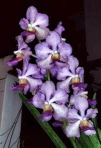 Vanchoanthe Vincent Chia