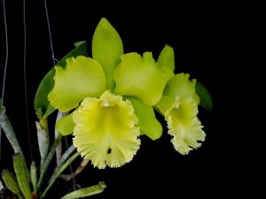 Rhyncholaeliocattleya Sung Ya Green