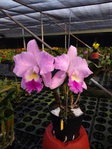 Rhyncholaeliocattleya Shiang-Chuen Jessica